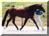 Imager Horse Shot.JPG (18043 bytes)